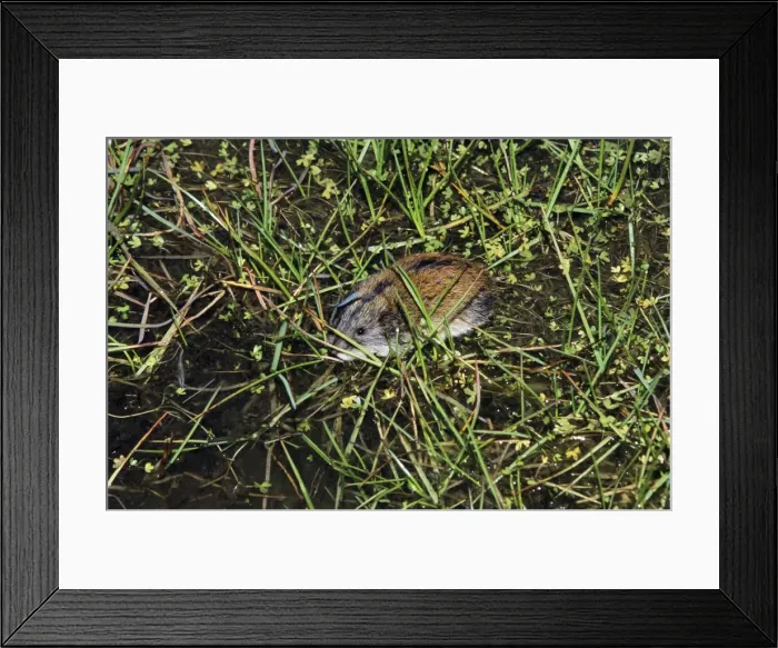 Framed Print : Siberian Lemming - adult crosses a puddle (Lemmings can swim). Typical species in tundra near Dikson, Russian Arctic. Summer, August. Di32. 1132 Framed Print : Siberian Lemming - adult crosses a puddle (Lemmings can swim). Typical species in tundra near Dikson, Russian Arctic. Summer, August. Di32. 1132