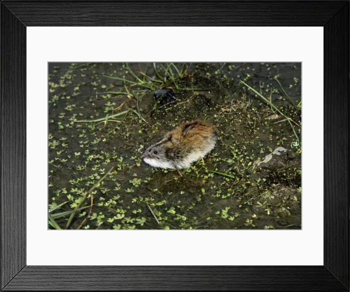 Framed Print : Siberian Lemming - adult sniffs air prior to crossing a puddle (Lemmings can swim). Typical species in tundra near Dikson, Russian Arctic. Summer, August. Di32. 1133 Framed Print : Siberian Lemming - adult sniffs air prior to crossing a puddle (Lemmings can swim). Typical species in tundra near Dikson, Russian Arctic. Summer, August. Di32. 1133