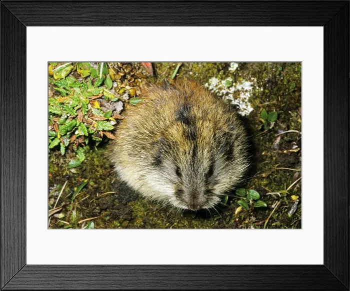 Framed Print : Siberian Lemming - adult near its burrow in tundra. Distinctive black stripe along the back is visible. Typical species in tundra near Dikson, Russian Arctic. Summer, August. Di32. 1141 Framed Print : Siberian Lemming - adult near its burrow in tundra. Distinctive black stripe along the back is visible. Typical species in tundra near Dikson, Russian Arctic. Summer, August. Di32. 1141