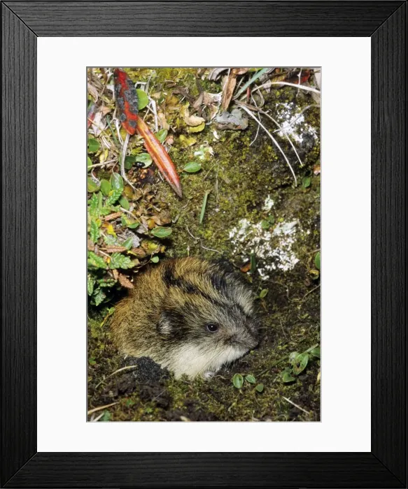 Framed Print : Siberian Lemming - adult at the entrance of its burrow. Entrance overgrown with lichens and mosses and dwarf willow indicates that borrow was used for years by generations of lemmings. Typical species in tundra near Dikson, Russian Arctic