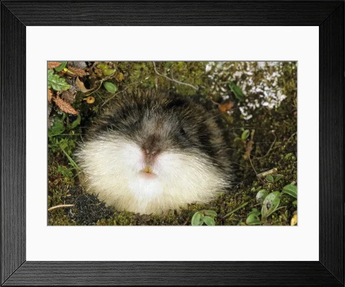 Framed Print : Siberian Lemming muzzle adult at the entrance of a burrow. Front teeth are visible. Entrance overgrown with lichens and mosses and dwarf willow indicates that burrow was used for years by generations of lemmings Framed Print : Siberian Lemming muzzle adult at the entrance of a burrow. Front teeth are visible. Entrance overgrown with lichens and mosses and dwarf willow indicates that burrow was used for years by generations of lemmings