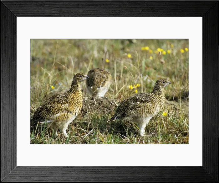 Framed Print : Young Alpine Ptarmigans on guard while others in a flock feed. A typical species in tundra near Dikson, Russian Arctic. Summer, August. Di32. 1202 Framed Print : Young Alpine Ptarmigans on guard while others in a flock feed. A typical species in tundra near Dikson, Russian Arctic. Summer, August. Di32. 1202