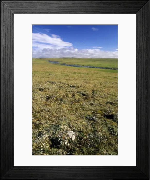 Framed Print : Arctic tundra, a typical landscape near Dikson, Russian Arctic. A typical habitat of Siberian Lemming. August. Di32. 1265 Framed Print : Arctic tundra, a typical landscape near Dikson, Russian Arctic. A typical habitat of Siberian Lemming. August. Di32. 1265