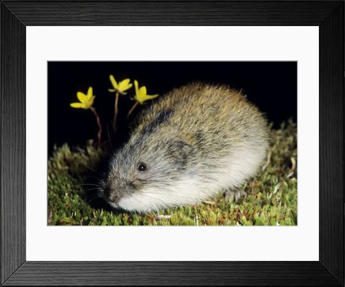 Framed Print : Siberian Lemming - adult keeps motionless in an attempt to hide from danger. Typical species in tundra near Dikson, Russian Arctic. Summer, August. Di32. 2047