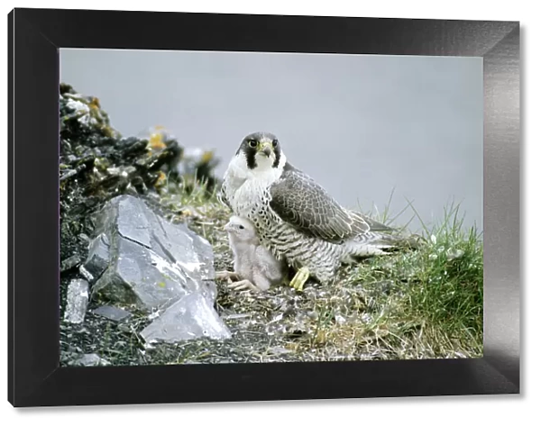 Peregrine Falcon - adult warms a chick after feeding him in the nest (a single chick because of the bad year due to the lack of lemmings as food, a natural fluctuation), a typical nest on a rocky bank of river Maksimovka, Taimyr peninsula