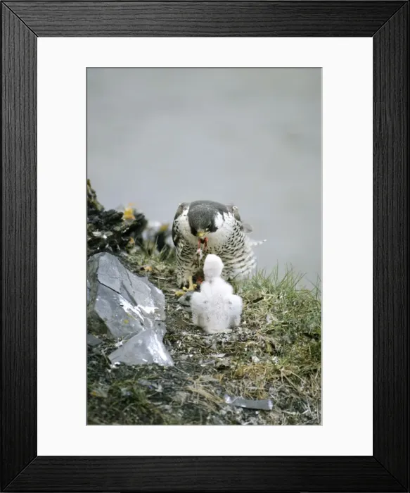 Framed Print : Peregrine Falcon - adult feeds a chick in the nest (a single chick because of the bad year due to the lack of lemmings as food, a natural fluctuation) a typical nest on a rocky bank of river Maksimovka, Taimyr peninsula, North of Siberia Framed Print : Peregrine Falcon - adult feeds a chick in the nest (a single chick because of the bad year due to the lack of lemmings as food, a natural fluctuation) a typical nest on a rocky bank of river Maksimovka, Taimyr peninsula, North of Siberia