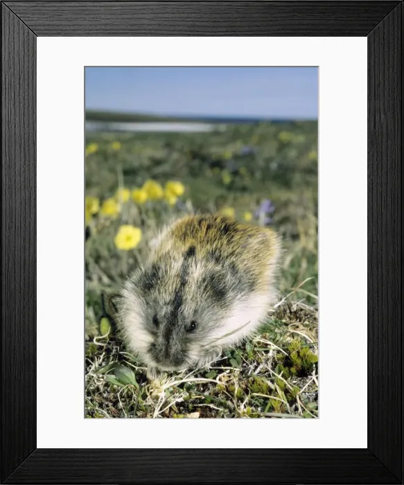 Framed Print : Siberian Lemming - adult on its guard while feeding on grasses in tundra; Polar Poppies flowering on background; typical in tundra of Taimyr peninsula, Kara sea shore, Northern Siberia, Russian Arctic. Summer, July. Di33. 3932 Framed Print : Siberian Lemming - adult on its guard while feeding on grasses in tundra; Polar Poppies flowering on background; typical in tundra of Taimyr peninsula, Kara sea shore, Northern Siberia, Russian Arctic. Summer, July. Di33. 3932