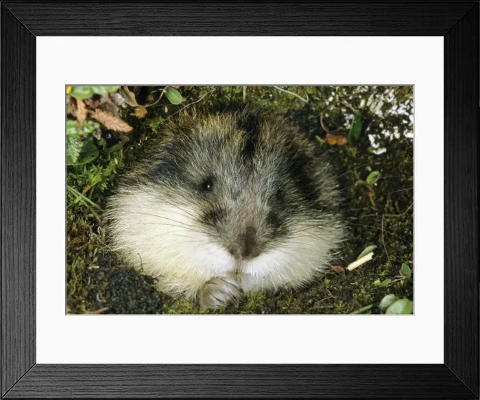 Framed Print : Siberian Lemming muzzle - adult nibbles a grass by the entrance of the burrow. Typical in tundra near Dikson, Russian Arctic. Summer, August. Di32. 8011 Framed Print : Siberian Lemming muzzle - adult nibbles a grass by the entrance of the burrow. Typical in tundra near Dikson, Russian Arctic. Summer, August. Di32. 8011