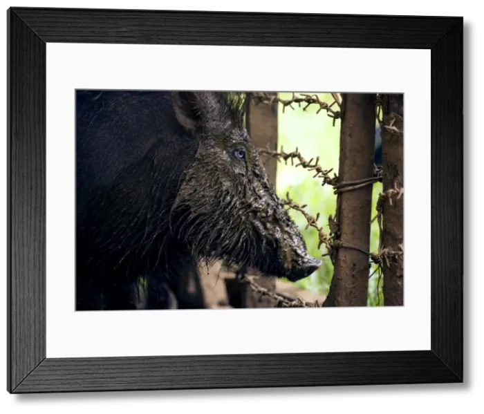 Framed Print : Palawan Bearded Pig - young caught in the wild and kept in an enclosure in a private household in Sabang - Formerly a subspecies of Sus barbatus now considered a separate species. Sabang, Palawan, Philippines. February. Ph41. 1218 Framed Print : Palawan Bearded Pig - young caught in the wild and kept in an enclosure in a private household in Sabang - Formerly a subspecies of Sus barbatus now considered a separate species. Sabang, Palawan, Philippines. February. Ph41. 1218
