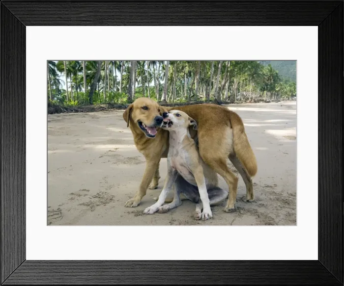 Framed Print : Dog - mongrels play, imitating aggression (the smaller and weaker dog especially), and roam free on a beach in Sabang, Palawan, Philippines. February. Ph41. 1374 Framed Print : Dog - mongrels play, imitating aggression (the smaller and weaker dog especially), and roam free on a beach in Sabang, Palawan, Philippines. February. Ph41. 1374