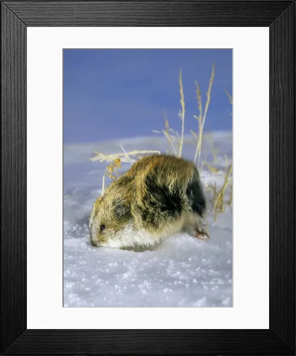 Framed Print : Siberian lemming - adult in winter, on snow in tundra; quickly digs snow in attempt to escape; it rarely comes on surface of snow (to escape water from melting snow) Framed Print : Siberian lemming - adult in winter, on snow in tundra; quickly digs snow in attempt to escape; it rarely comes on surface of snow (to escape water from melting snow)