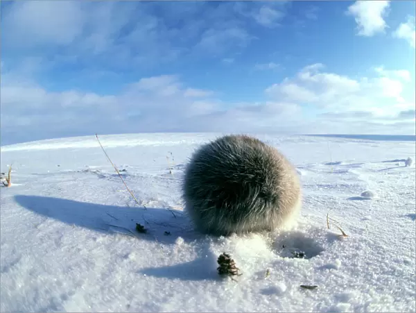 Collared Lemming - adult in winter fur, looks like a furry ball from its back while feeding on buds and bark of dwarf willow it digs in snow, typical in winter tundra of Taimyr peninsula, Kara sea shore, North of Siberia