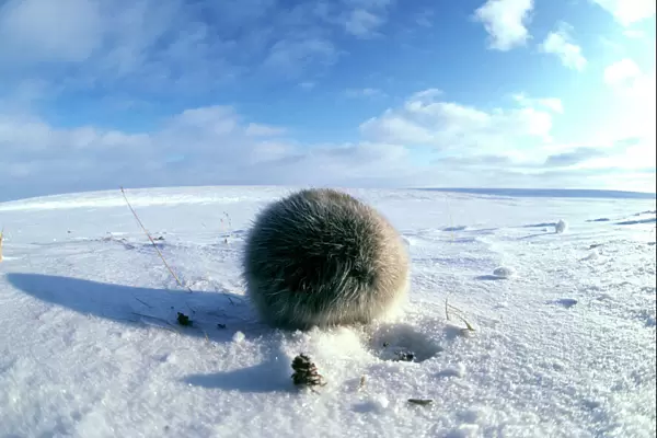 Collared Lemming - adult in winter fur, looks like a furry ball from its back while feeding on buds and bark of dwarf willow it digs in snow, typical in winter tundra of Taimyr peninsula, Kara sea shore, North of Siberia