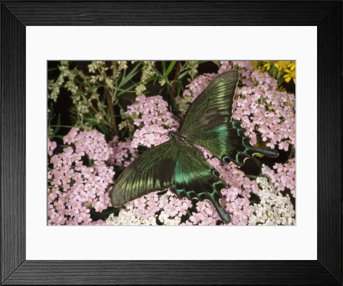 Framed Print : Alpine Black Swallowtail Butterfly - common in deciduous forest Krasnii Yar, Ussuriisk Krai, Primorye, Russia Framed Print : Alpine Black Swallowtail Butterfly - common in deciduous forest Krasnii Yar, Ussuriisk Krai, Primorye, Russia