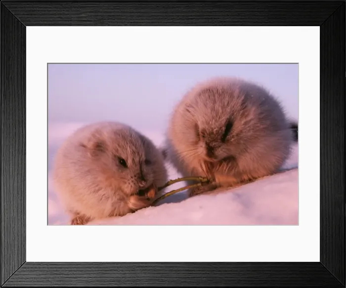 Framed Print : Collared Lemmings ANZ 57 x 2 in winter feed on dwarf willow - Tundra of Taimyr peninsula, Russian Arctic Dicrostonix torquatus © Andrey Zvoznikov / ARDEA LONDON Framed Print : Collared Lemmings ANZ 57 x 2 in winter feed on dwarf willow - Tundra of Taimyr peninsula, Russian Arctic Dicrostonix torquatus © Andrey Zvoznikov / ARDEA LONDON
