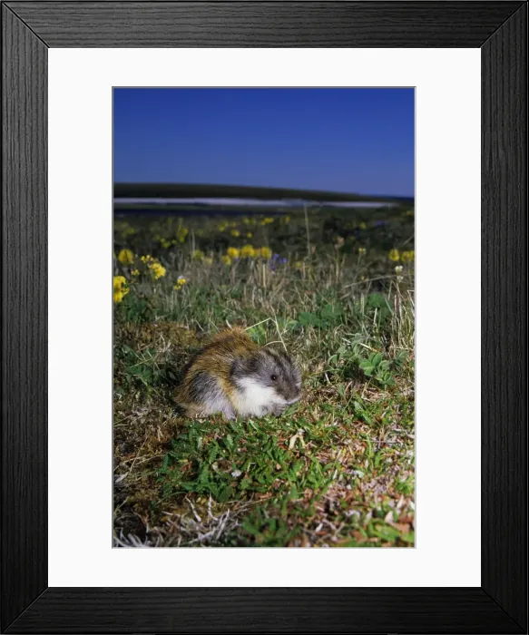 Framed Print : Siberian Lemming - adult feeds on grasses in tundra, next to a patch of flowering wild poppies, typical; summer in tundra of Taimyr peninsula, Kara sea shore, Northern Siberia, Russian Arctic Di33. 2468 (Ardea ANZ 59) Framed Print : Siberian Lemming - adult feeds on grasses in tundra, next to a patch of flowering wild poppies, typical; summer in tundra of Taimyr peninsula, Kara sea shore, Northern Siberia, Russian Arctic Di33. 2468 (Ardea ANZ 59)