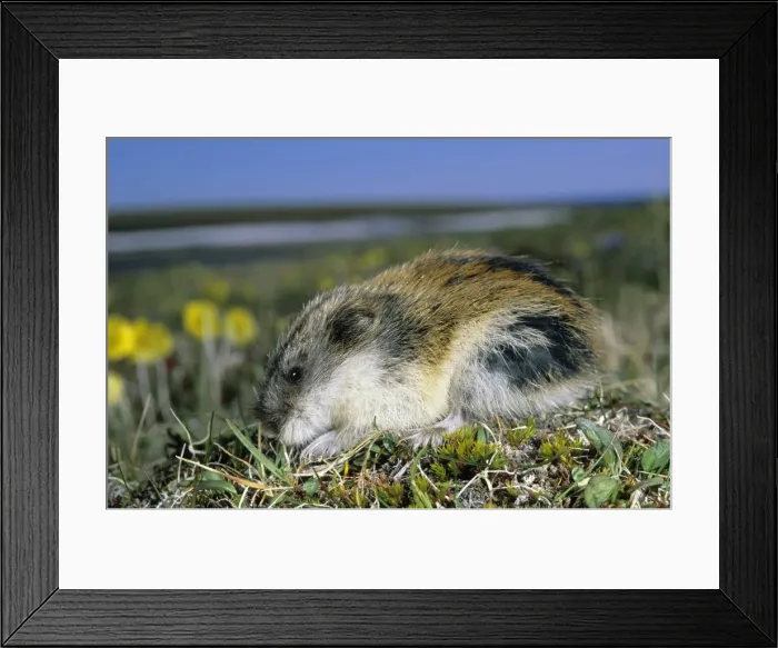 Framed Print : Siberian Lemming - adult on its guard while feeding on grasses in tundra, it's fur ruffled by wind; Polar Poppies flowering on background; typical in tundra of Taimyr peninsula, Kara sea shore, Northern Siberia, Russian Arctic Framed Print : Siberian Lemming - adult on its guard while feeding on grasses in tundra, it's fur ruffled by wind; Polar Poppies flowering on background; typical in tundra of Taimyr peninsula, Kara sea shore, Northern Siberia, Russian Arctic