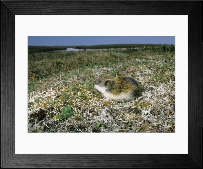Framed Print : Siberian Lemming - adult on its guard while feeding on scarce vegetation (mostly on grasses) in tundra, typical; summer in tundra of Taimyr peninsula, Kara sea shore, Northern Siberia, Russian Arctic Di33. 2462 (Ardea ANZ 67) Framed Print : Siberian Lemming - adult on its guard while feeding on scarce vegetation (mostly on grasses) in tundra, typical; summer in tundra of Taimyr peninsula, Kara sea shore, Northern Siberia, Russian Arctic Di33. 2462 (Ardea ANZ 67)