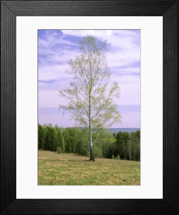 Framed Print : Birch Tree Near river Serga, near Ekaterinburg, Middle Urals, Russia Spring Framed Print : Birch Tree Near river Serga, near Ekaterinburg, Middle Urals, Russia Spring