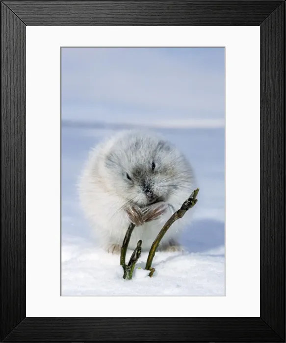 Framed Print : Collared Lemming - adult in winter fur (large winter claws are visible); feeds on buds and bark of dwarf willow sprouts on snow surface, typical in winter tundra of Taimyr peninsula, Kara sea shore, North of Siberia, Russian Arctic. Di33 Framed Print : Collared Lemming - adult in winter fur (large winter claws are visible); feeds on buds and bark of dwarf willow sprouts on snow surface, typical in winter tundra of Taimyr peninsula, Kara sea shore, North of Siberia, Russian Arctic. Di33