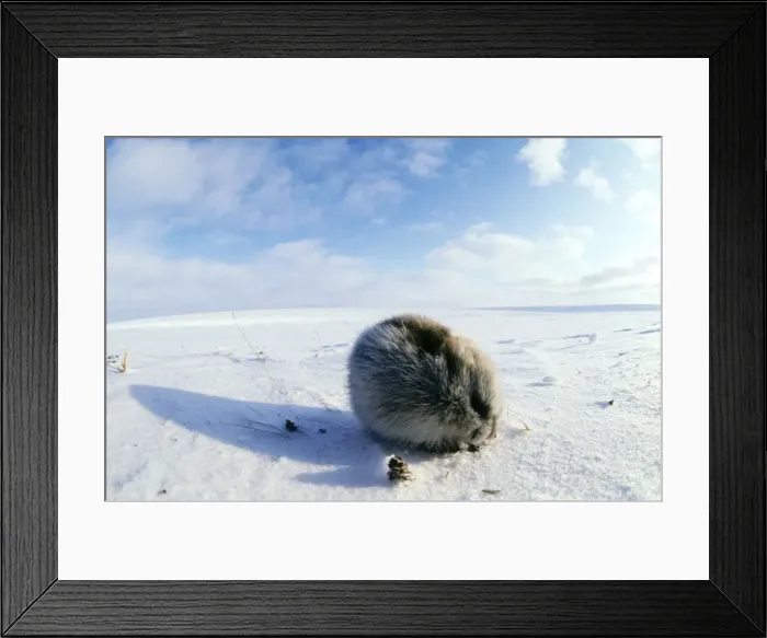 Framed Print : Collared Lemming - adult in winter fur, feeds on buds and bark of dwarf willow sprouts and dry grass on snow surface
