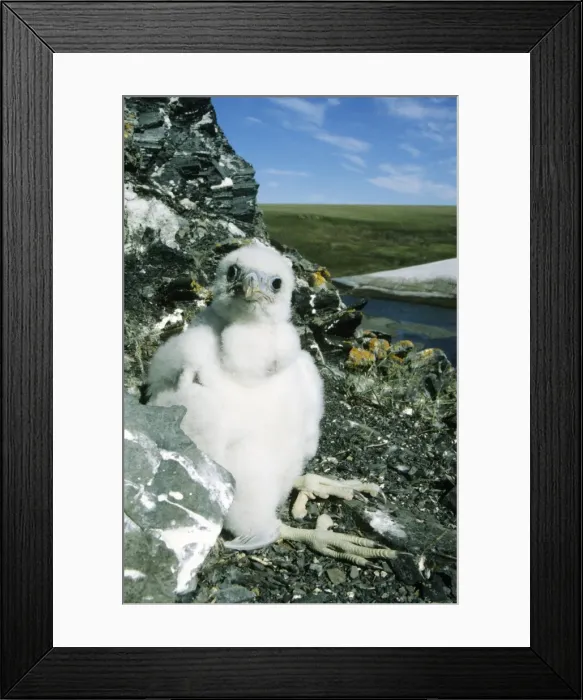 Framed Print : Peregrine Falcon - chick in the nest (a single chick because of the bad year due to the lack of lemmings as food, a natural fluctuation), typical nest on a rocky bank of river Maksimovka, Taimyr peninsula, North of Siberia Framed Print : Peregrine Falcon - chick in the nest (a single chick because of the bad year due to the lack of lemmings as food, a natural fluctuation), typical nest on a rocky bank of river Maksimovka, Taimyr peninsula, North of Siberia