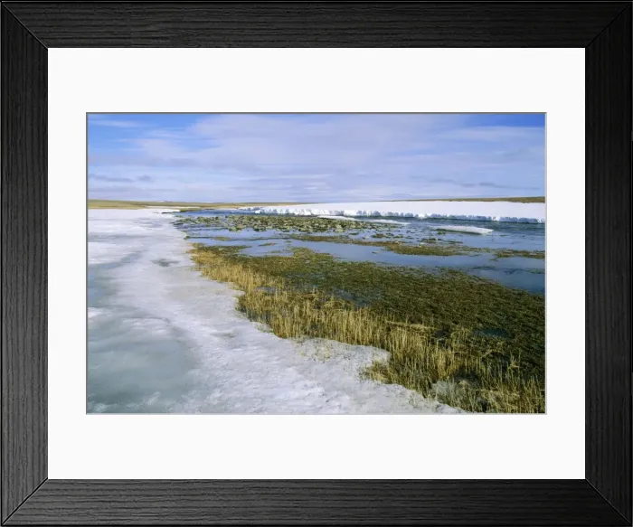 Framed Print : Arctic tundra - snow melts in small river valley. A typical scene in tundra of Taimyr peninsula, North of Siberia, Arctic Russia. Summer, July. Di33. 2095 Framed Print : Arctic tundra - snow melts in small river valley. A typical scene in tundra of Taimyr peninsula, North of Siberia, Arctic Russia. Summer, July. Di33. 2095