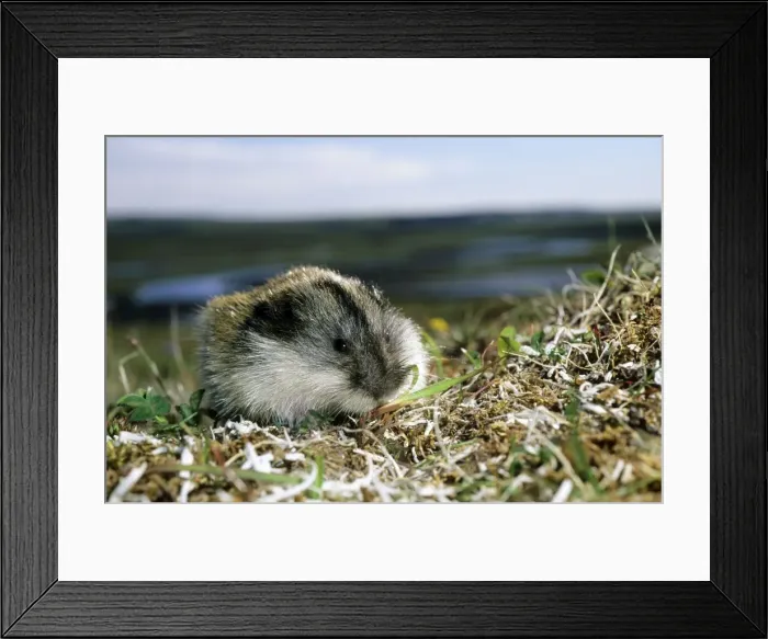 Framed Print : Siberian Lemming - adult on its guard while feeding on grasses in tundra; typical in tundra of Taimyr peninsula, Kara sea shore, Northern Siberia, Russian Arctic. Summer, July. Di33. 3067 Framed Print : Siberian Lemming - adult on its guard while feeding on grasses in tundra; typical in tundra of Taimyr peninsula, Kara sea shore, Northern Siberia, Russian Arctic. Summer, July. Di33. 3067