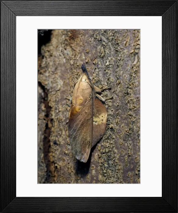 Framed Print : Lappet Moth - on tree-bark - has its wings and antennae in folded position that makes it looks like a small twig. Bohol, Philippines. February. Ph41. 0686 Framed Print : Lappet Moth - on tree-bark - has its wings and antennae in folded position that makes it looks like a small twig. Bohol, Philippines. February. Ph41. 0686