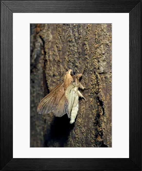 Framed Print : Lappet Moth - on a tree-bark - has it's wings and antennae in unfolded position that transforms it from a small twig into a normal moth ready to take off. Bohol, Philippines. February. Ph41. 0687 Framed Print : Lappet Moth - on a tree-bark - has it's wings and antennae in unfolded position that transforms it from a small twig into a normal moth ready to take off. Bohol, Philippines. February. Ph41. 0687