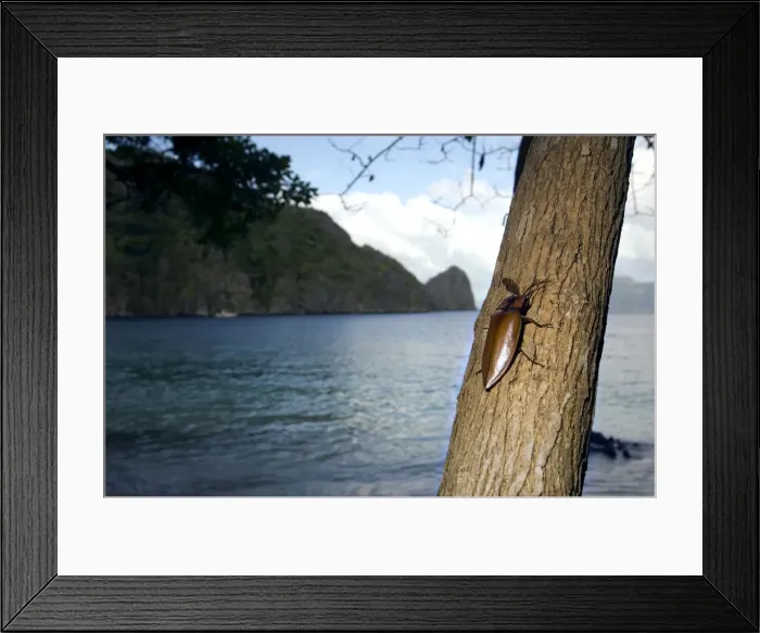 Framed Print : Giant Malaysian Click-Beetle - male on bark of a tree - El Nido Minilok island - Small islands of El Nido, Palawan, Philippines. Evening - February. Ph41. 0774 Framed Print : Giant Malaysian Click-Beetle - male on bark of a tree - El Nido Minilok island - Small islands of El Nido, Palawan, Philippines. Evening - February. Ph41. 0774