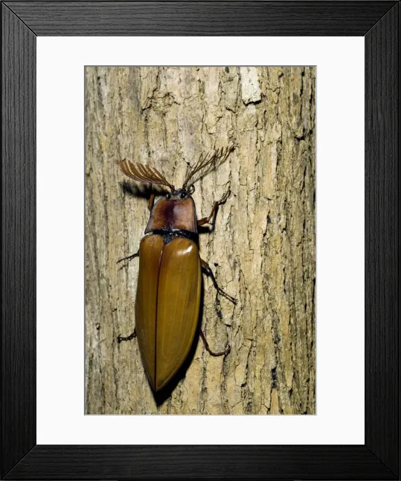 Framed Print : Giant Malaysian Click-Beetle - male on bark of a tree - El Nido, Palawan, Philippines. Evening - February. Ph41. 0798 Framed Print : Giant Malaysian Click-Beetle - male on bark of a tree - El Nido, Palawan, Philippines. Evening - February. Ph41. 0798