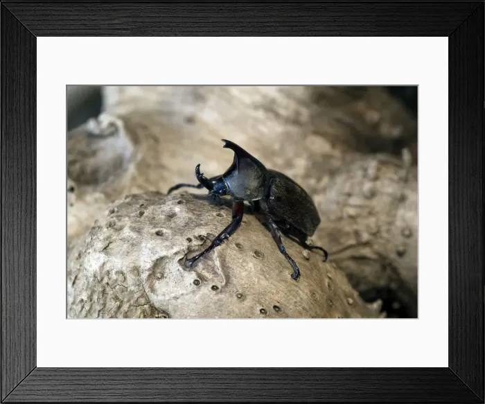 Framed Print : Rhinoceros Beetle - Male - on a tree-bark - Bohol, Philippines. February. Ph41. 0835 Framed Print : Rhinoceros Beetle - Male - on a tree-bark - Bohol, Philippines. February. Ph41. 0835