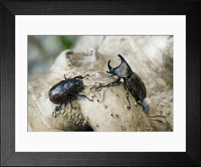 Framed Print : Rhinoceros Beetle - on tree-bark - hornless female is on the left, male is on the right - Bohol, Philippines. February. Ph41. 0838 Framed Print : Rhinoceros Beetle - on tree-bark - hornless female is on the left, male is on the right - Bohol, Philippines. February. Ph41. 0838