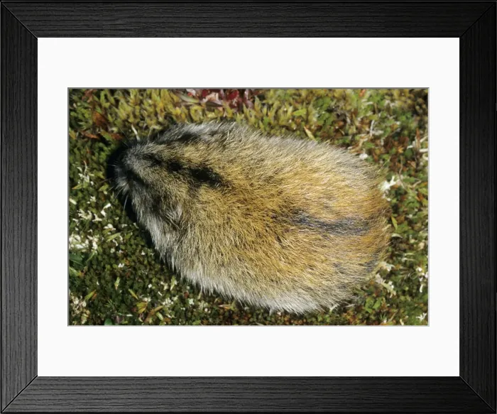 Framed Print : Siberian Lemming - adult from above - A typical colouring with a distinctive black stripe along its back. Typical species in tundra near Dikson, Russian Arctic. Summer, August. Di32. 1156 Framed Print : Siberian Lemming - adult from above - A typical colouring with a distinctive black stripe along its back. Typical species in tundra near Dikson, Russian Arctic. Summer, August. Di32. 1156