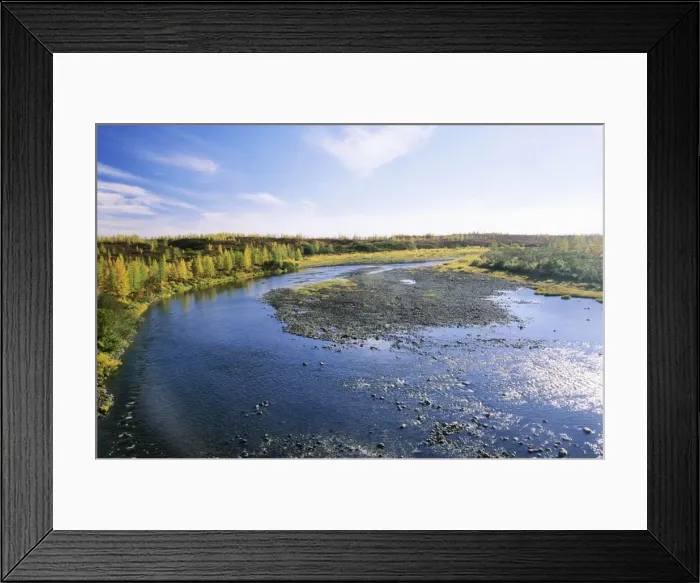 Framed Print : A typical minor river in semi-tundra in autumn, near Dudinka. Siberia, Russia. Yellow Siberian Larch trees, red leaves of Arctic (Dwarf) Birch and Blueberries make the colours. September. Di32. 1184 Framed Print : A typical minor river in semi-tundra in autumn, near Dudinka. Siberia, Russia. Yellow Siberian Larch trees, red leaves of Arctic (Dwarf) Birch and Blueberries make the colours. September. Di32. 1184