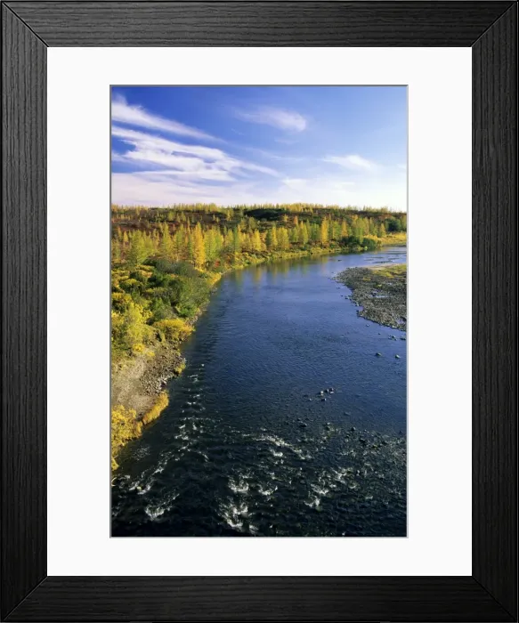 Framed Print : A typical minor river in semi-tundra in autumn, near Dudinka. Siberia, Russia. Yellow Siberian Larch trees, red leaves of Arctic (Dwarf) Birch and Blueberries make the colours. September. Di32. 1185 Framed Print : A typical minor river in semi-tundra in autumn, near Dudinka. Siberia, Russia. Yellow Siberian Larch trees, red leaves of Arctic (Dwarf) Birch and Blueberries make the colours. September. Di32. 1185