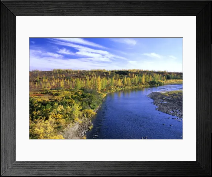 Framed Print : A typical minor river in semi-tundra in autumn, near Dudinka. Siberia, Russia. Yellow Siberian Larch trees, red leaves of Arctic (Dwarf) Birch and Blueberry bush make the colours. September. Di32. 1187 Framed Print : A typical minor river in semi-tundra in autumn, near Dudinka. Siberia, Russia. Yellow Siberian Larch trees, red leaves of Arctic (Dwarf) Birch and Blueberry bush make the colours. September. Di32. 1187