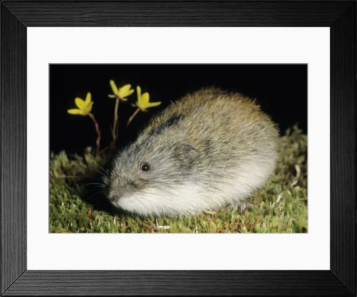 Framed Print : Siberian Lemming - adult after feeding at dusk in tundra near Dikson, Russian Arctic. Typical species. Summer, August. Di32. 0162 Framed Print : Siberian Lemming - adult after feeding at dusk in tundra near Dikson, Russian Arctic. Typical species. Summer, August. Di32. 0162