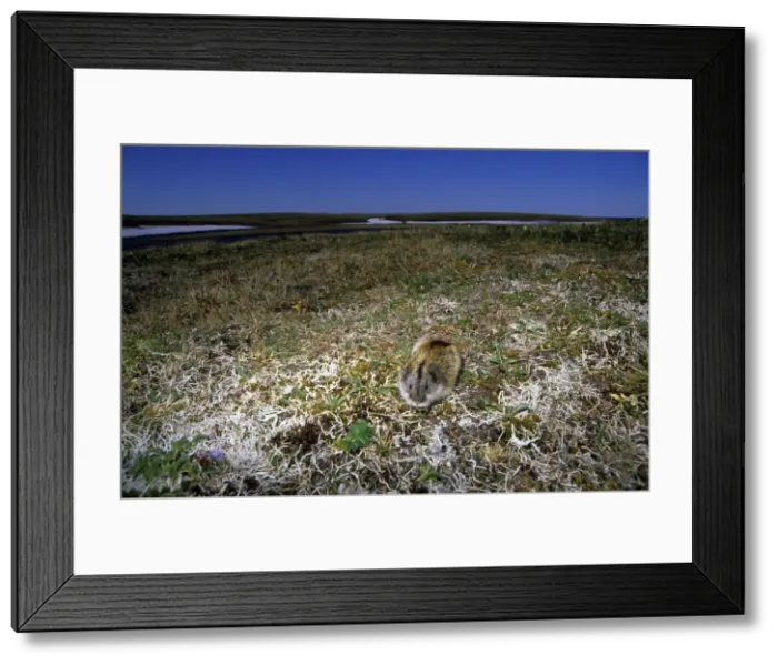Framed Print : Siberian Lemming - adult feeds on vegetation at dusk in tundra. Lichens (white are Cladonia lichens), mosses and dwarf willows - a typical habitat of Siberian Lemming. A typical species in tundra of Taimyr peninsula, near Dikson Framed Print : Siberian Lemming - adult feeds on vegetation at dusk in tundra. Lichens (white are Cladonia lichens), mosses and dwarf willows - a typical habitat of Siberian Lemming. A typical species in tundra of Taimyr peninsula, near Dikson