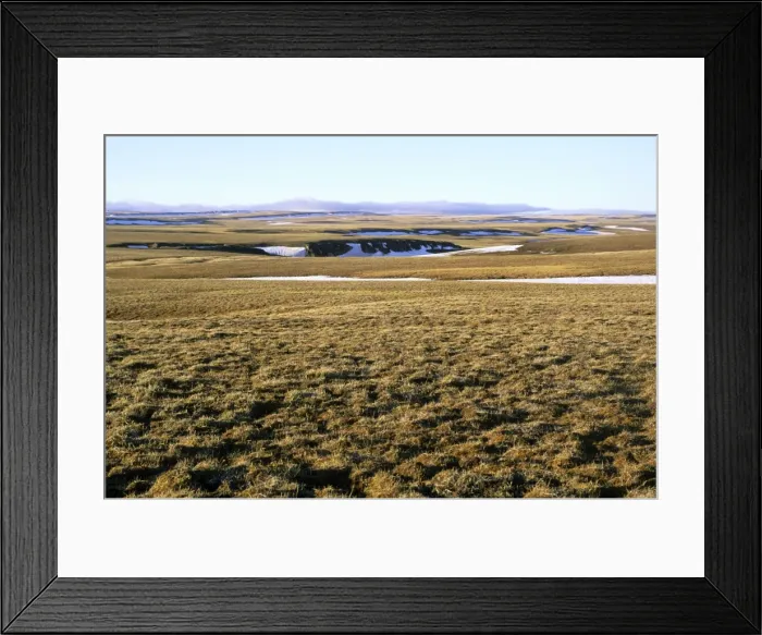Framed Print : A typical tundra view (also a typical habitat of lemmings). Arctic tundra of Taimyr peninsula near Kara sea, North of Siberia, Russian Arctic. Summer, July. Di33. 2757 Framed Print : A typical tundra view (also a typical habitat of lemmings). Arctic tundra of Taimyr peninsula near Kara sea, North of Siberia, Russian Arctic. Summer, July. Di33. 2757