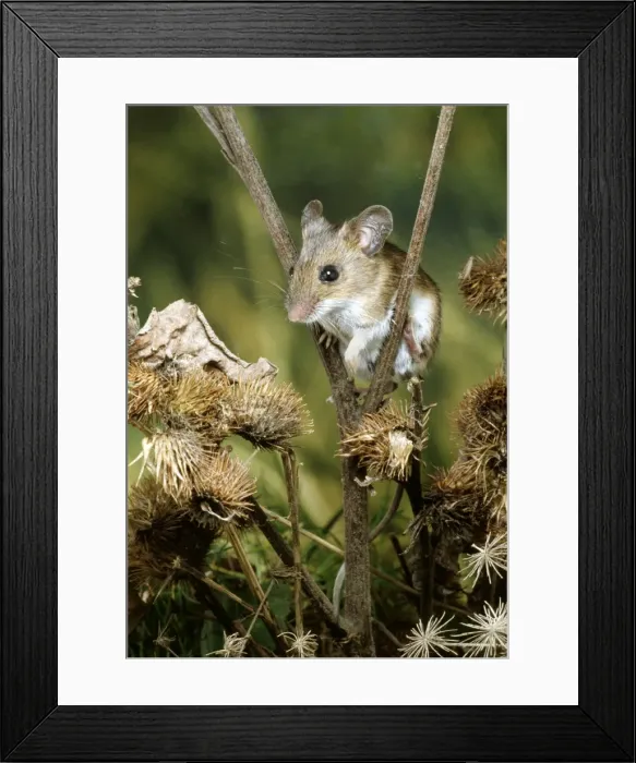 Framed Print : Woodmouse AP 0606 Apodemus sylvaticus © Dennis Avon  /  ARDEA LONDON
