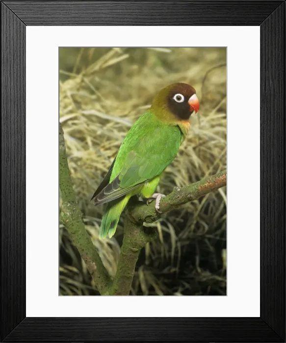 Framed Print : Black-cheeked Lovebird Framed Print : Black-cheeked Lovebird