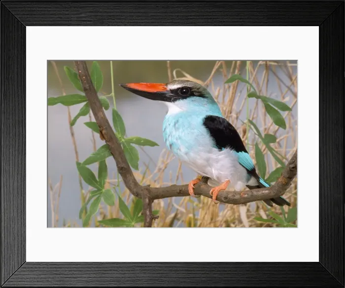 Framed Print : Blue-breasted Kingfisher Framed Print : Blue-breasted Kingfisher