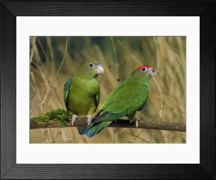 Framed Print : Red-capped Parrots Framed Print : Red-capped Parrots