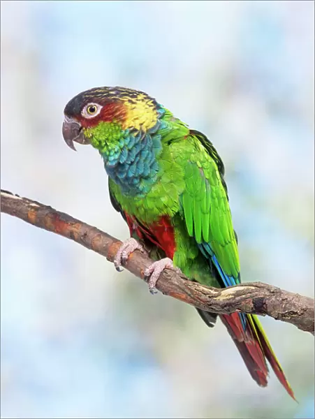 Blue-chested Parakeet  /  Blue-throated Parakeet  /  blue-throated Conure