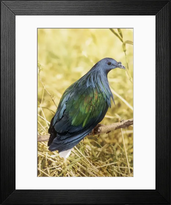 Framed Print : Nicobar Pigeon Framed Print : Nicobar Pigeon