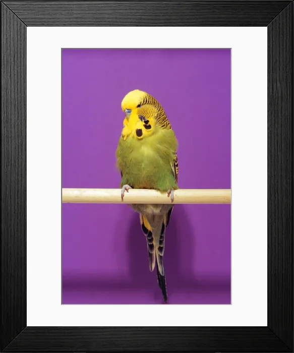 Framed Print : Green Budgerigar AP 1628 On perch © Dennis Avon / ARDEA LONDON Framed Print : Green Budgerigar AP 1628 On perch © Dennis Avon / ARDEA LONDON