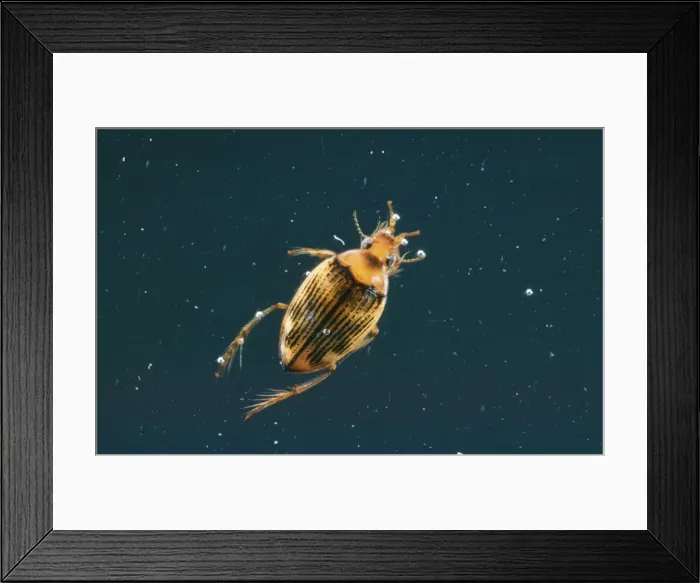 Framed Print : Water Beetle AP 498 Haliplus sp. © Dennis Avon / ARDEA LONDON Framed Print : Water Beetle AP 498 Haliplus sp. © Dennis Avon / ARDEA LONDON