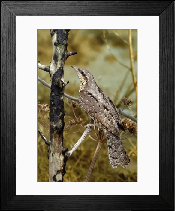 Framed Print : Wryneck AP 677 Jynx torquilla © Dennis Avon / ARDEA LONDON Framed Print : Wryneck AP 677 Jynx torquilla © Dennis Avon / ARDEA LONDON